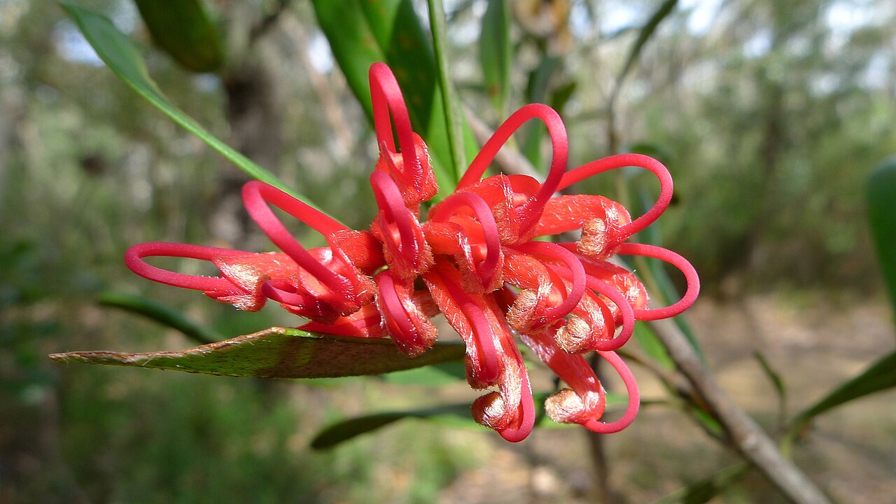 Grevillea oleoides: Red Spider Flower, Grevillea oleoides . Royal National Park, NSW Australia, August 2011.