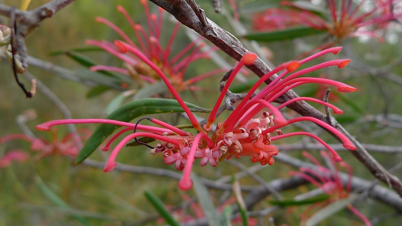 Grevillea oleoides: Red Spider Flower, Grevillea oleoides . Heathcote National Park, NSW Australia, August 2013.