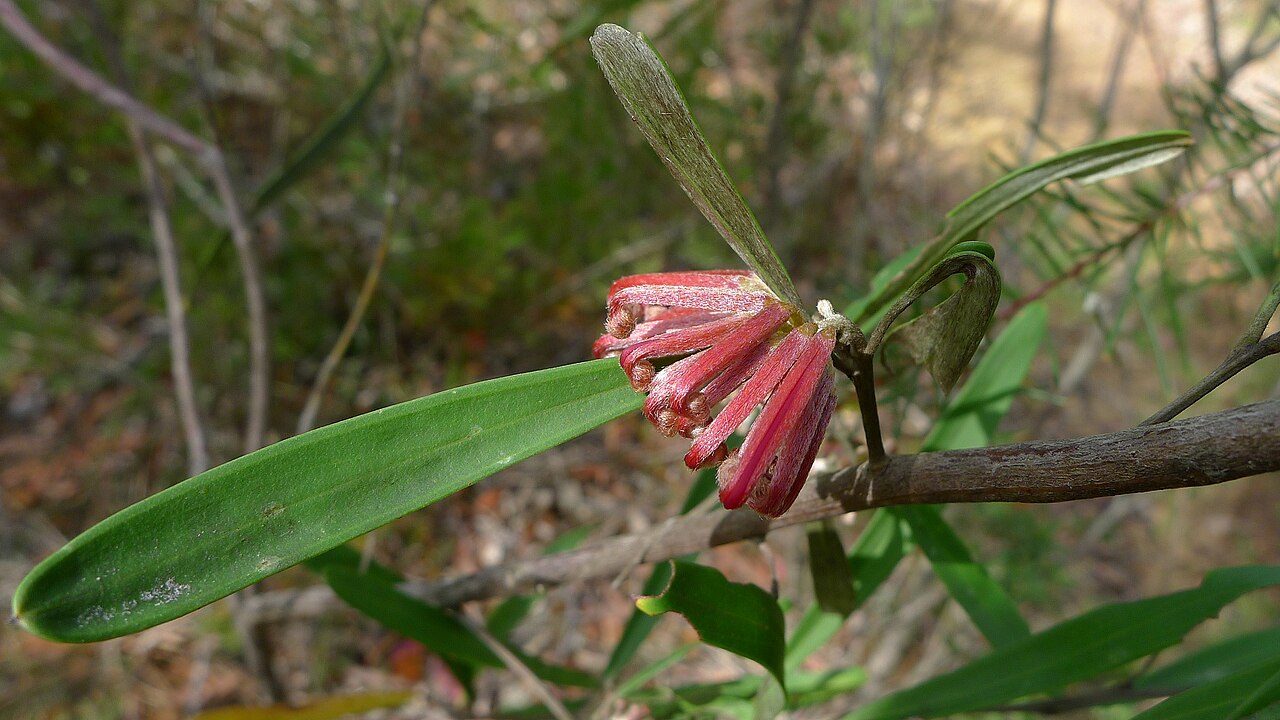 Grevillea oleoides: Red Spider Flower, Grevillea oleoides . Royal National Park, NSW Australia, August 2011.