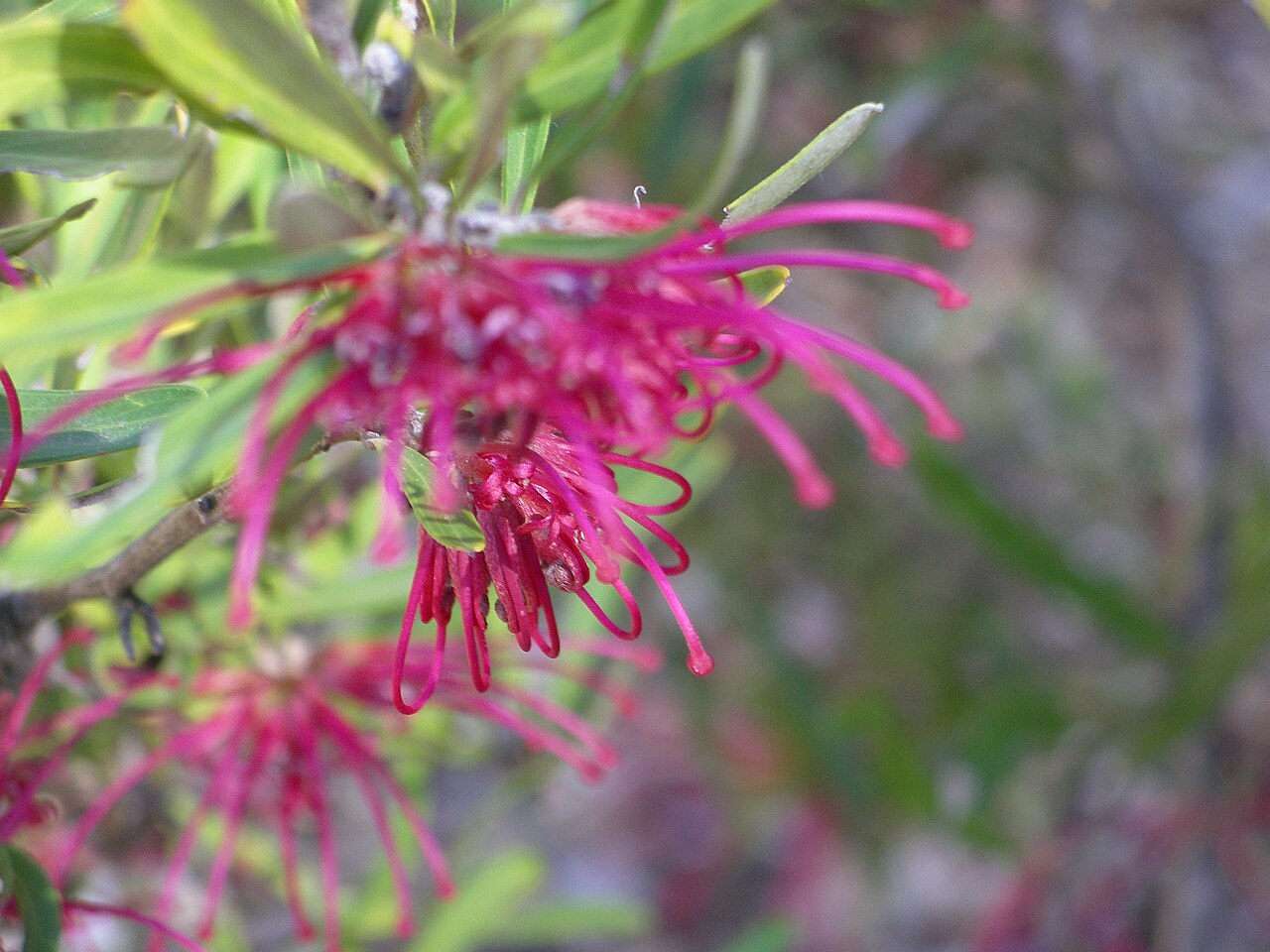 Grevillea oleoides (Grevillea oleoides)