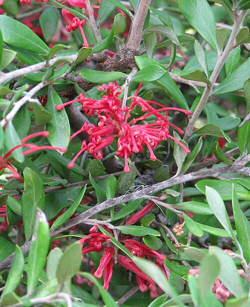 Grevillea oleoides: Grevillea oleoides , Maranoa Gardens, Balwyn, Victoria, Australia
