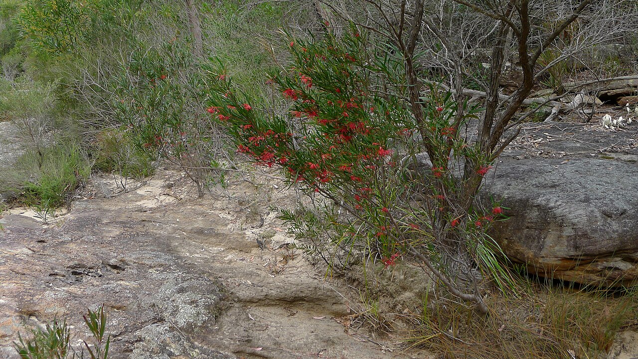 Grevillea oleoides: Red Spider Flower, Grevillea oleoides , on the edge of a creek bed. Heathcote National Park, NSW Australia, August 2013.