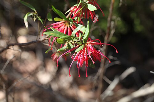 Grevillea oleoides: Red Spider Flower - Grevillea oleodes