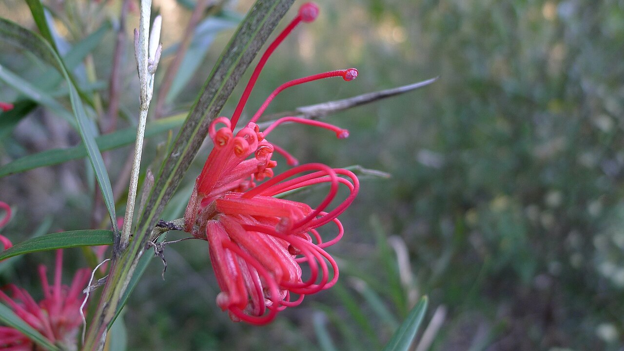 Grevillea oleoides: Red Spider Flower, Grevillea oleoides , is endemic to the Sydney area. Flowers form clusters of about 12-16, and leaves are silky underneath. Heathcote National