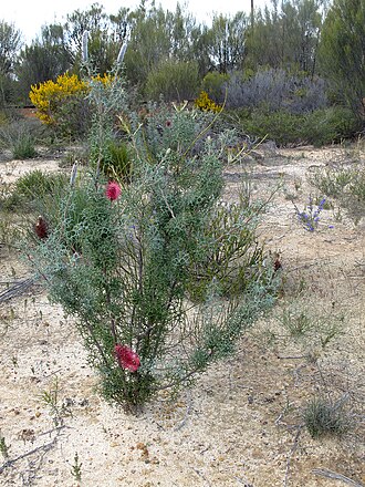 Grevillea paradoxa: Grevillea paradoxa This plant can grow to 2m tall, with a pink-red/purple flower and it may flower at any time of the year. We have had the privilege of having 