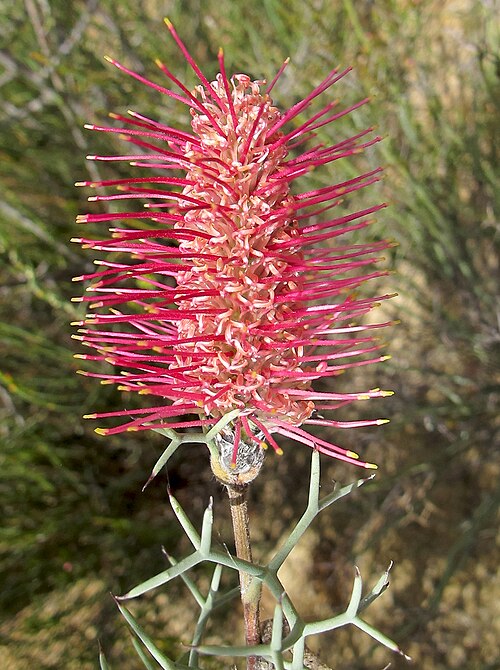 Grevillea paradoxa: Grevillea paradoxa It prefers the drier climate areas. This plant can grow to 2m tall, with a pink-red/purple flower and it may flower at any time of the year. 