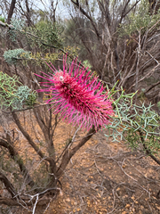 Grevillea paradoxa (Grevillea paradoxa)