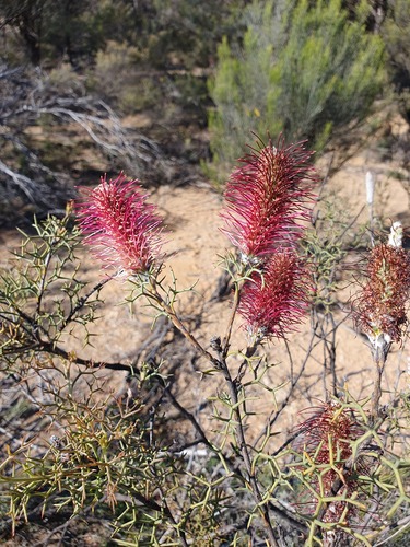 Grevillea paradoxa (Grevillea paradoxa)