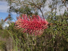 Grevillea paradoxa (Grevillea paradoxa)
