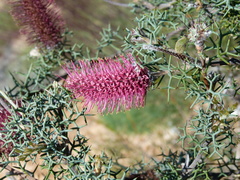 Grevillea paradoxa (Grevillea paradoxa)
