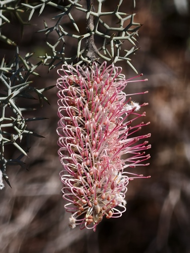 Grevillea paradoxa (Grevillea paradoxa)