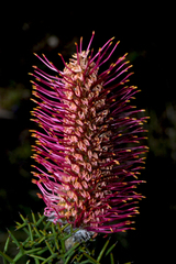 Grevillea paradoxa (Grevillea paradoxa)