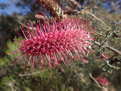 Grevillea paradoxa (Grevillea paradoxa)