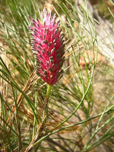 Grevillea petrophiloides (Grevillea petrophiloides)