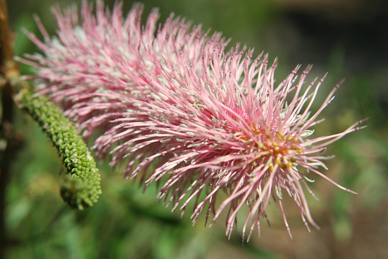 Grevillea petrophiloides: Flower of Grevillea petrophiloides .