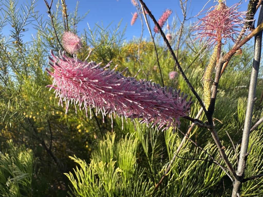 Grevillea petrophiloides (Grevillea petrophiloides)