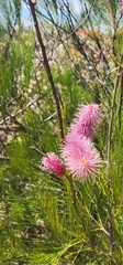 Grevillea petrophiloides (Grevillea petrophiloides)