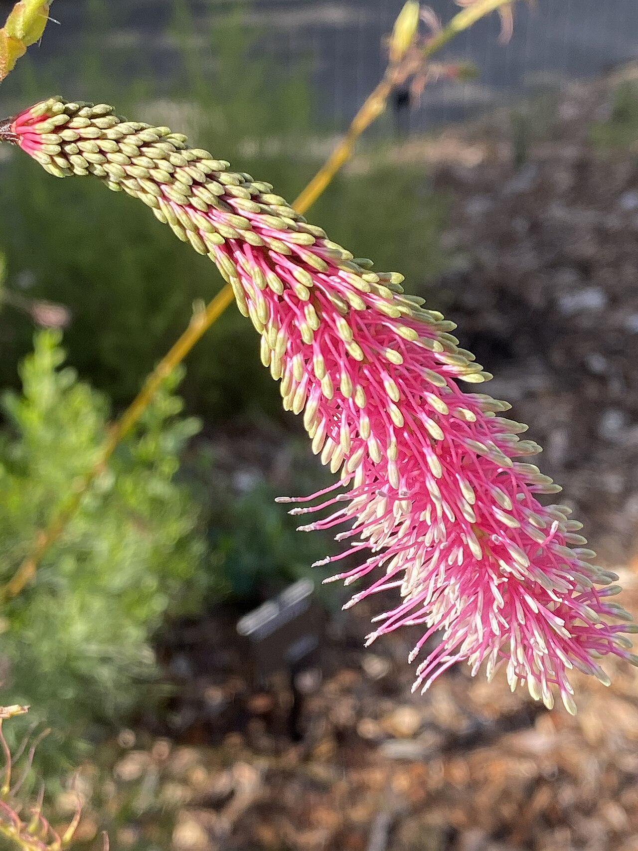 Grevillea petrophiloides: Grevillea petrophiloides cultivated plant growing in the Australian Botanic Garden