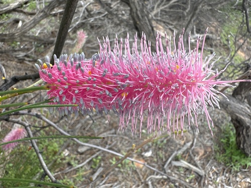 Grevillea petrophiloides (Grevillea petrophiloides)