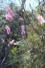 Grevillea petrophiloides (Grevillea petrophiloides)