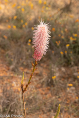 Grevillea petrophiloides (Grevillea petrophiloides)