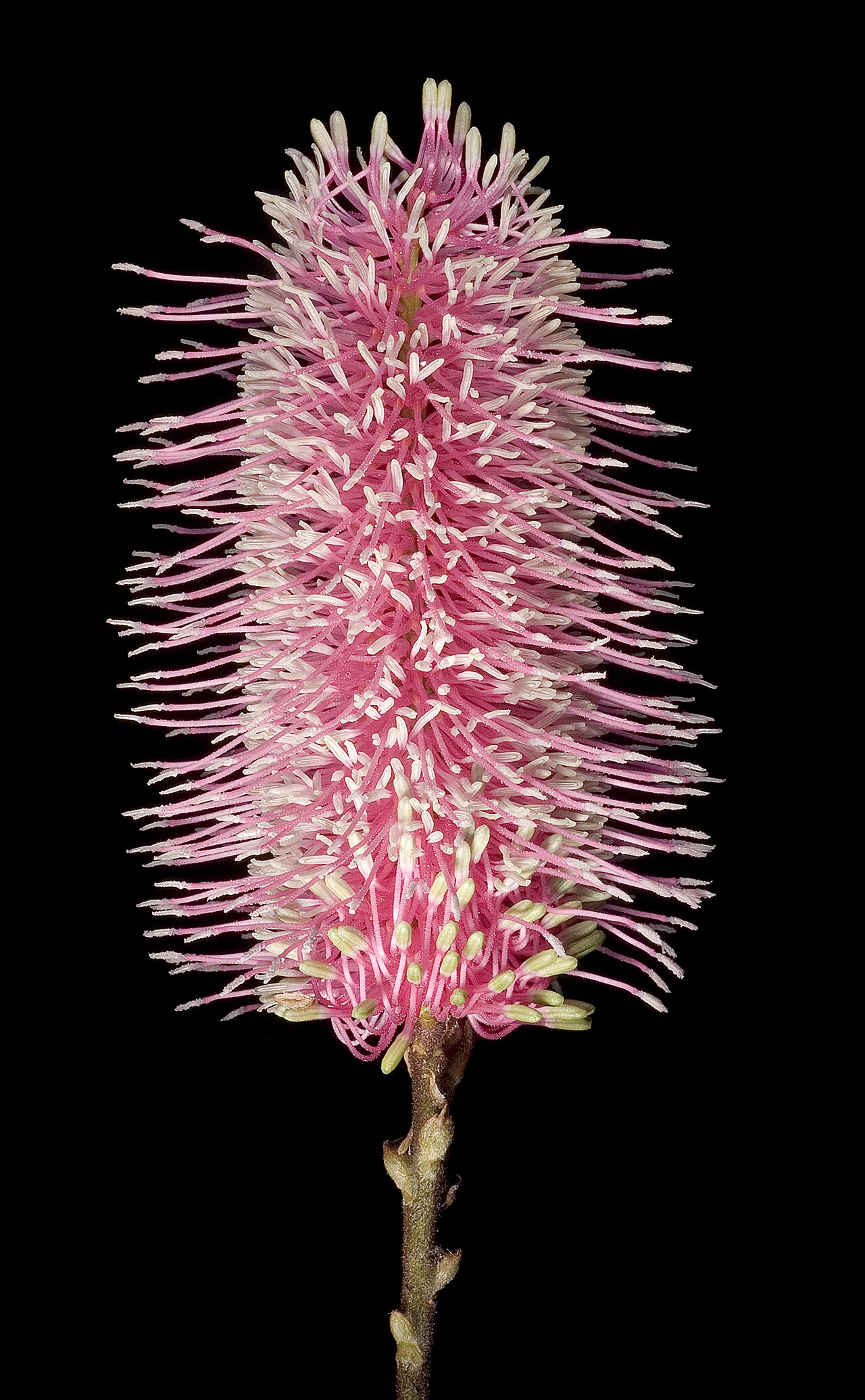 Grevillea petrophiloides: KRT3531
