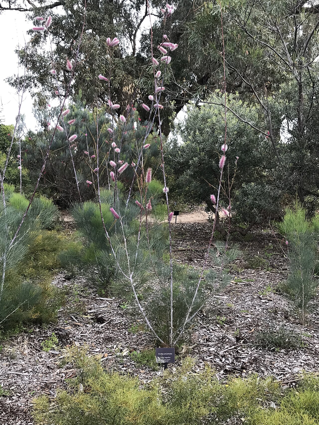 Grevillea petrophiloides: Grevillea petrophiloides at Kings Park WA