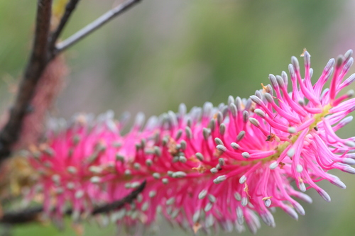 Grevillea petrophiloides (Grevillea petrophiloides)
