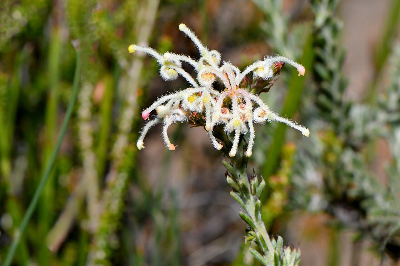 Grevillea pilulifera: Previously called Grevillea lycopodina. It is different by the ends of the leaves having a longish curved point. It is currently called Grevillea pilulifera Pho