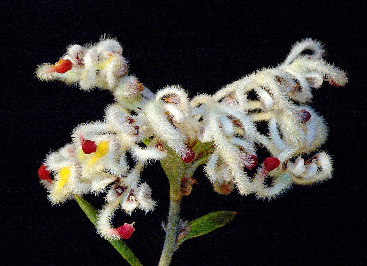 Grevillea pilulifera: KRT3068