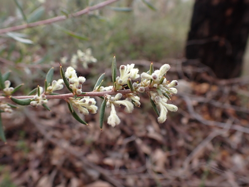 Grevillea pilulifera (Grevillea pilulifera)