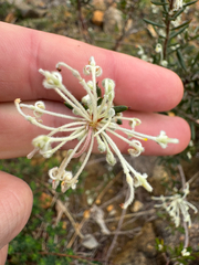 Grevillea pilulifera (Grevillea pilulifera)