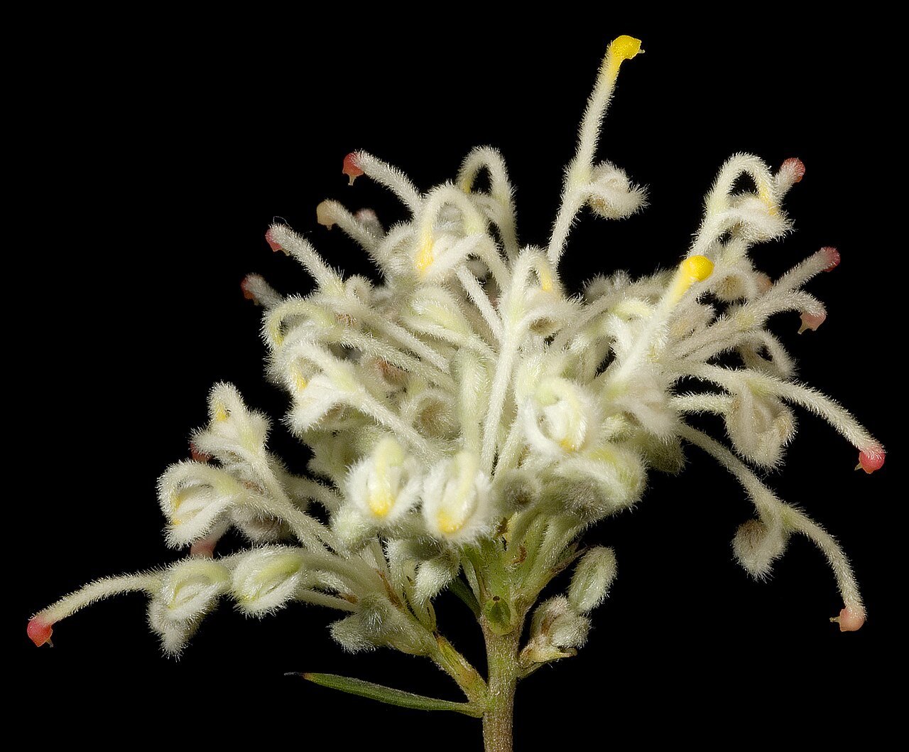 Grevillea pilulifera: as KRT3068