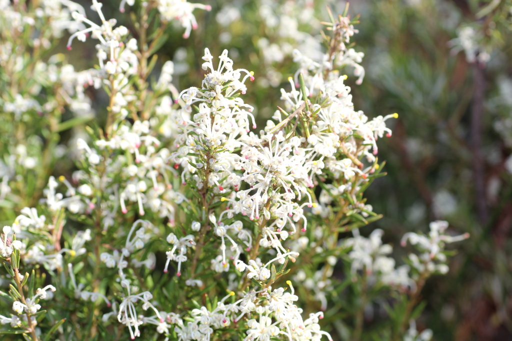 Grevillea pilulifera (Grevillea pilulifera)
