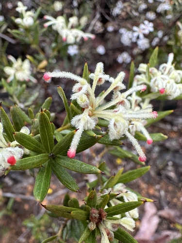 Grevillea pilulifera (Grevillea pilulifera)