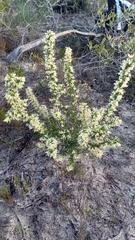 Grevillea pilulifera (Grevillea pilulifera)