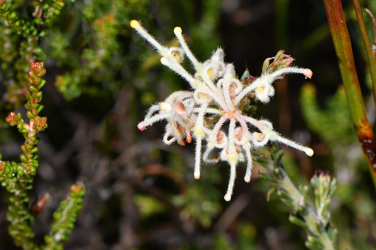 Grevillea pilulifera: Previously called Grevillea lycopodina. It is different by the ends of the leaves having a longish curved point. It is currently called Grevillea pilulifera Pho
