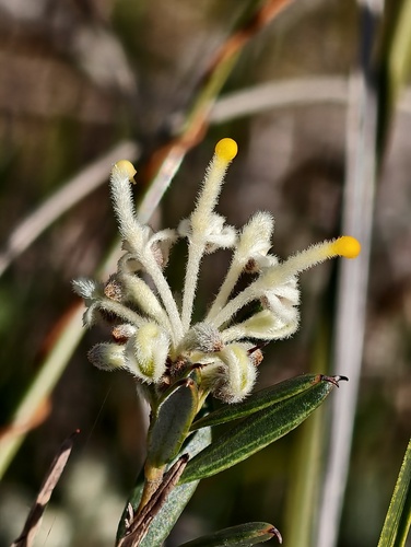 Grevillea pilulifera (Grevillea pilulifera)