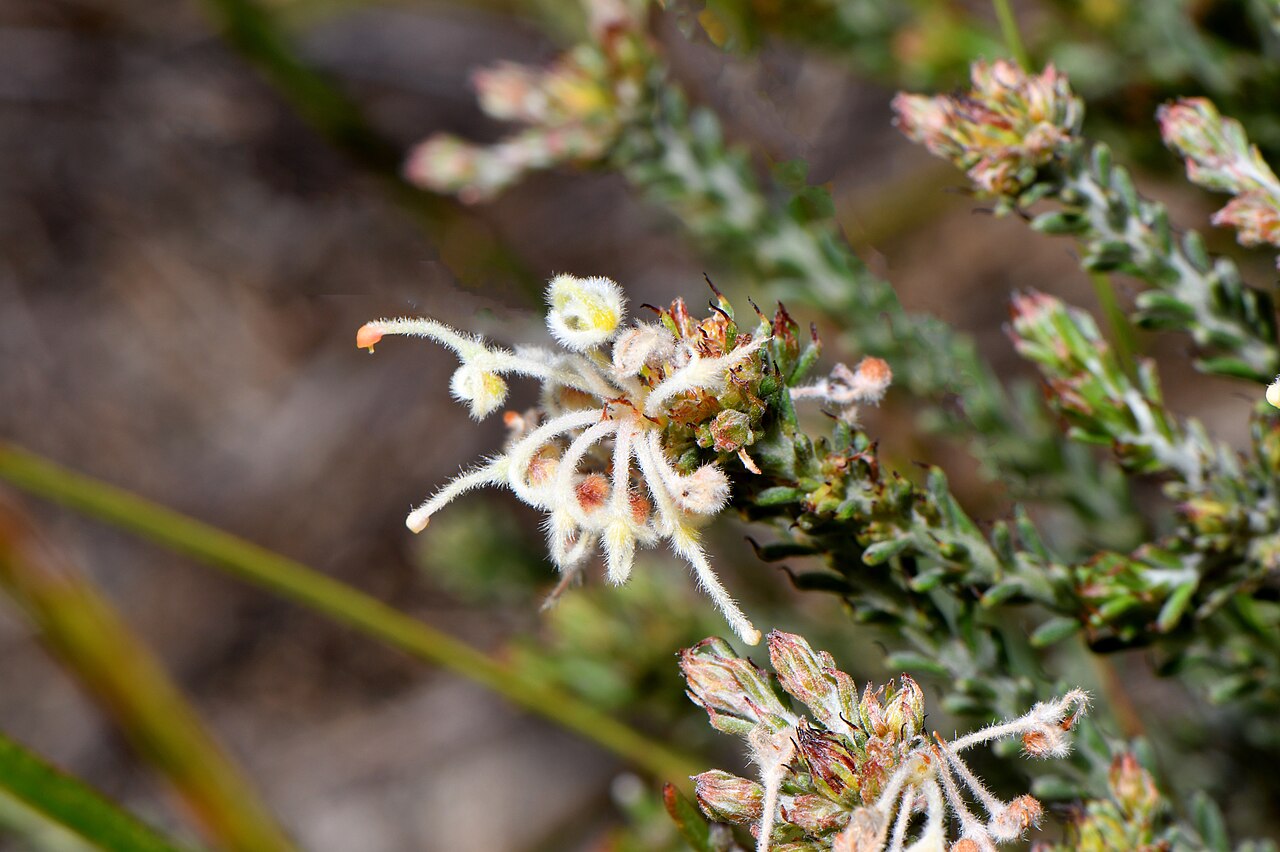 Grevillea pilulifera: Previously called Grevillea lycopodina. It is different by the ends of the leaves having a longish curved point. It is currently called Grevillea pilulifera Pho