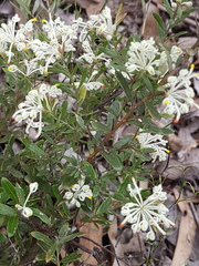 Grevillea pilulifera (Grevillea pilulifera)