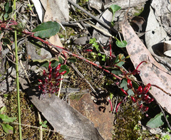 Grevillea repens (Grevillea repens)