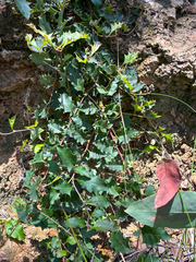 Grevillea repens (Grevillea repens)