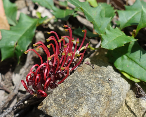 Grevillea repens (Grevillea repens)