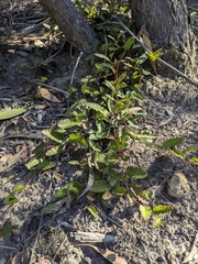 Grevillea repens (Grevillea repens)