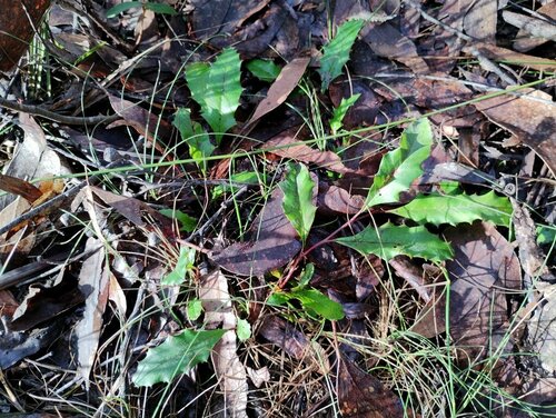 Grevillea repens (Grevillea repens)