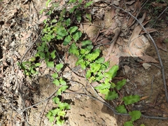 Grevillea repens (Grevillea repens)