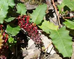 Grevillea repens (Grevillea repens)