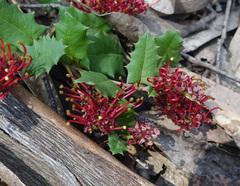 Grevillea repens (Grevillea repens)