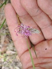 Grevillea reptans (Grevillea reptans)