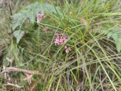 Grevillea reptans (Grevillea reptans)